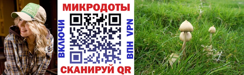 Псилоцибиновые грибы Psilocybine cubensis  Купить  Сельцо 